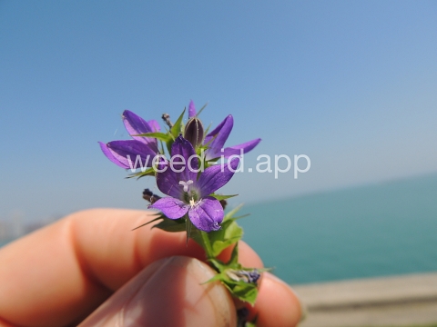 venuslookingglass, common